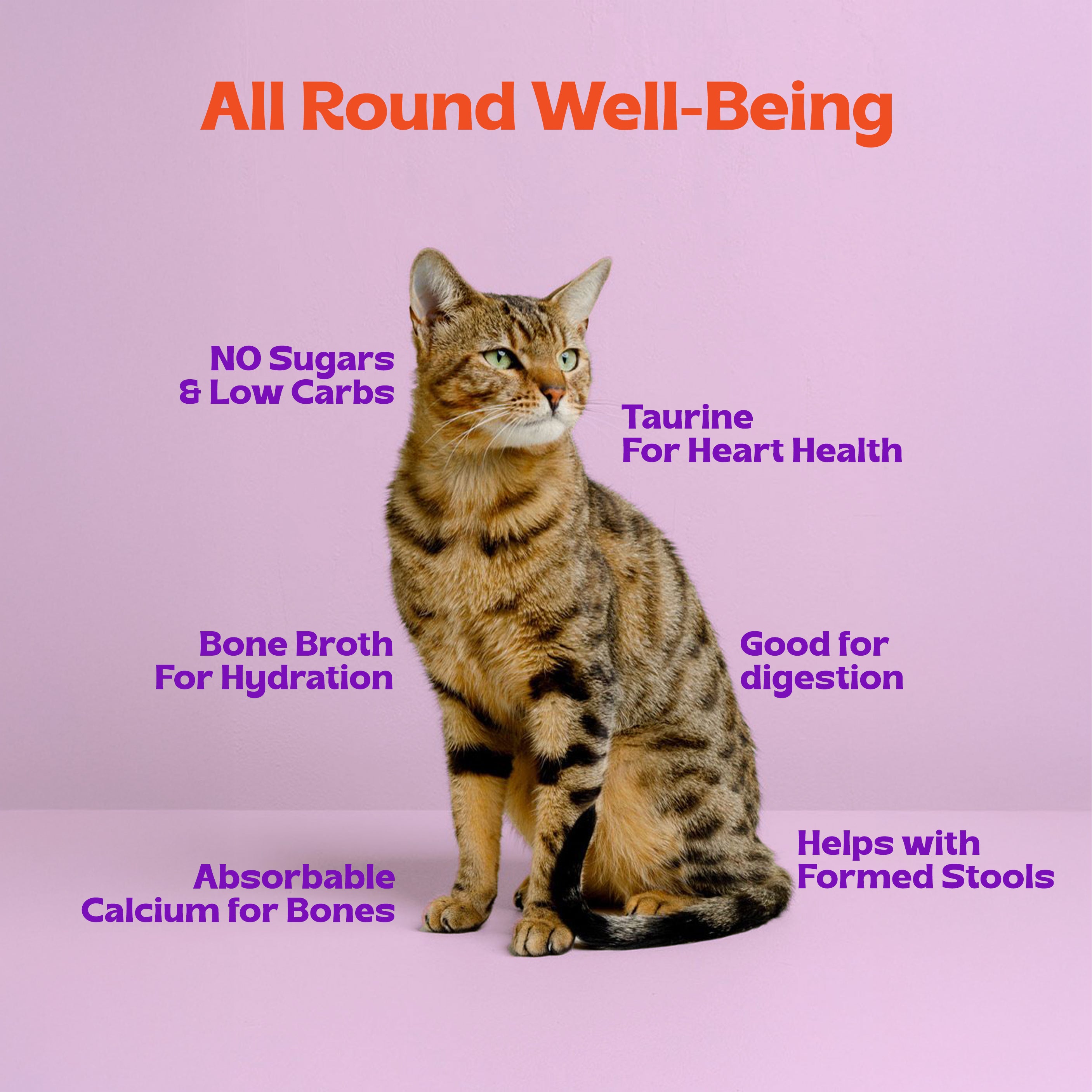 Pawr4Cats | FreshMeals | Chicken, Organs & Pumpkins